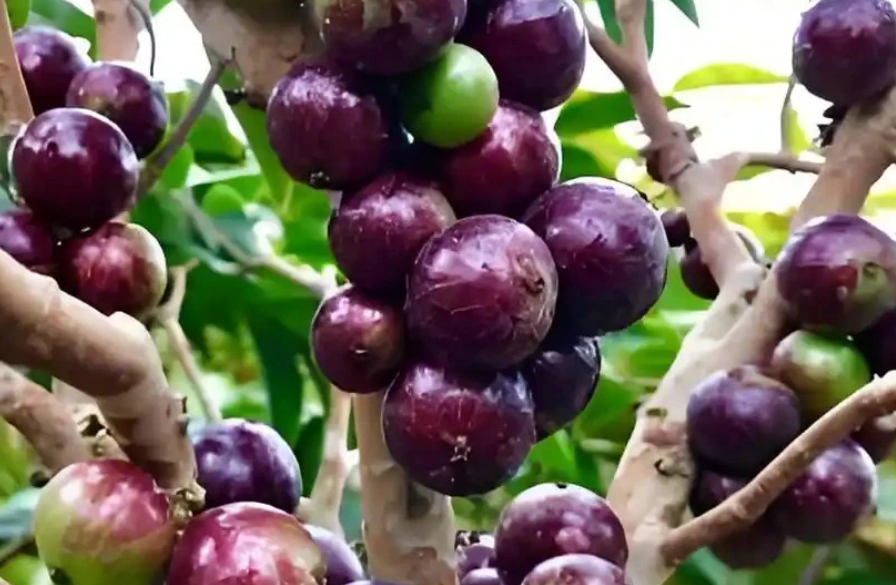 蛟龙果是什么水果